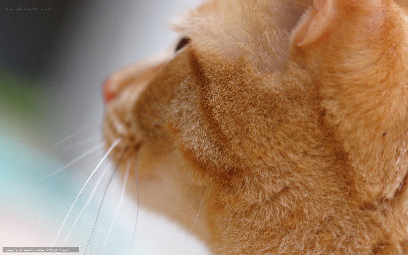 close-up of ginger cat