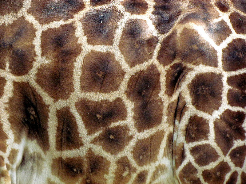 close-up of giraffe pattern