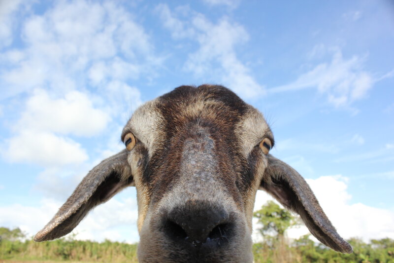 Close-up of Goat Face