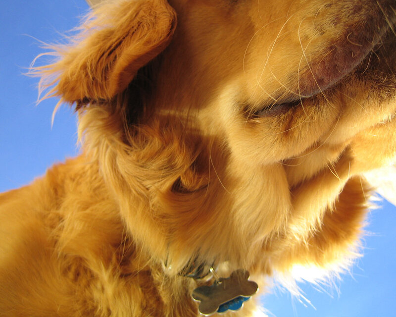 close-up of golden dog