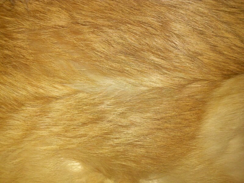 close-up of golden fur