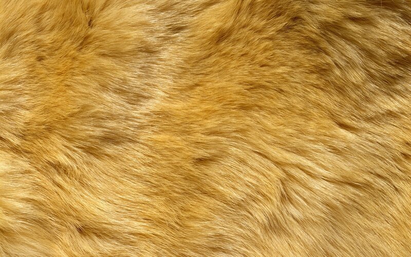 close-up of golden fur