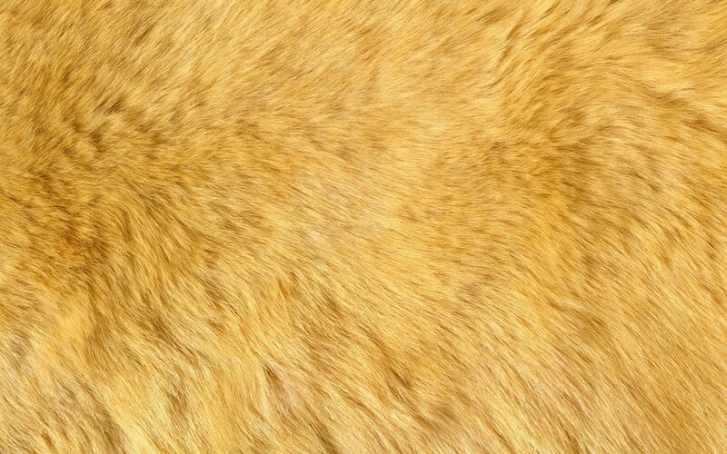 close-up of golden fur