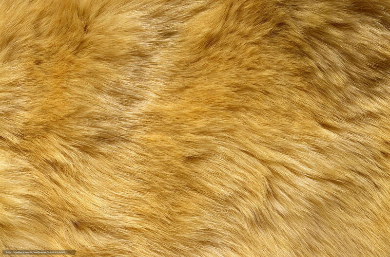 Close-up of Golden Fur — Neutral, Photograph