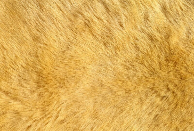 Close-up of Golden Fur — Neutral, Photograph, Yellow