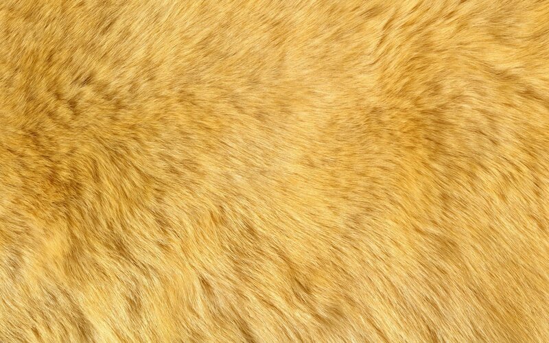 Close-up of Golden Fur — Neutral