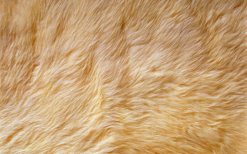 close-up of golden fur texture