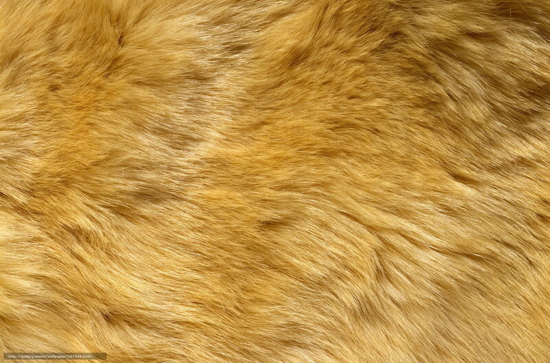 close-up of golden fur texture