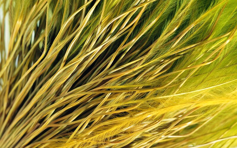 Close-up of golden grass blades