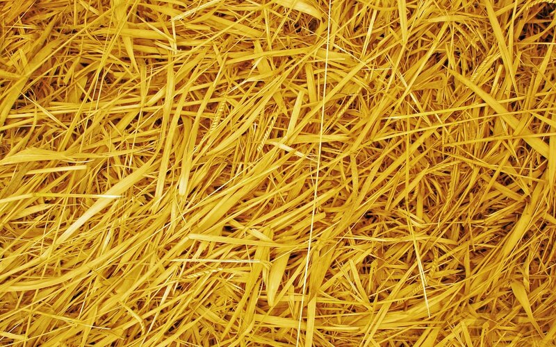 close-up of golden straw