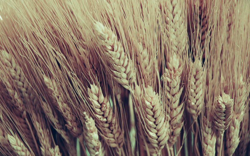 Close-up of golden wheat ears