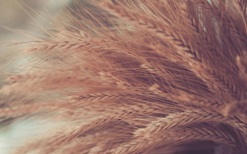 Close-up of golden wheat ears