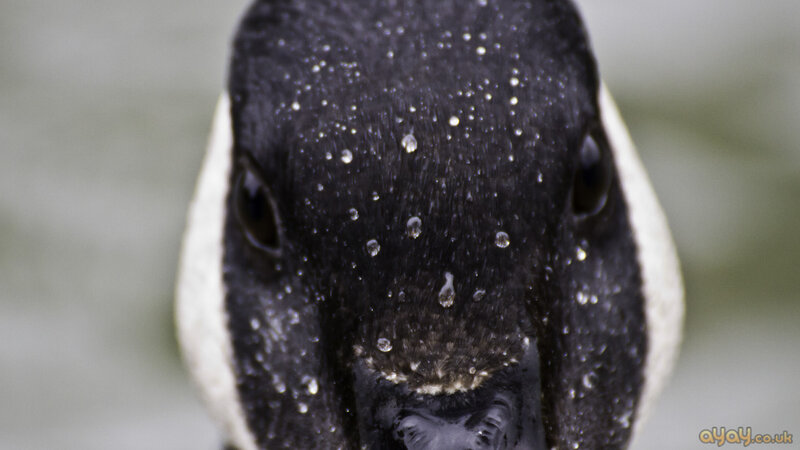 Close-up of Goose Head