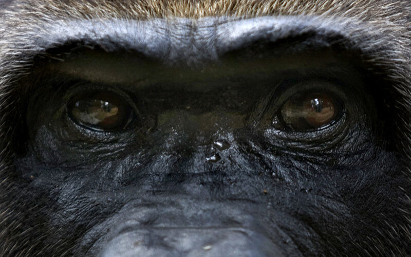 close-up of gorilla face