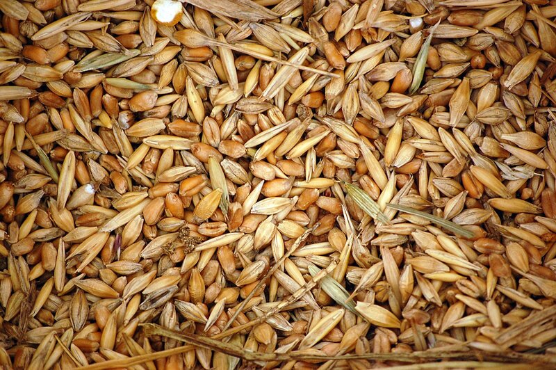 close-up of grain kernels