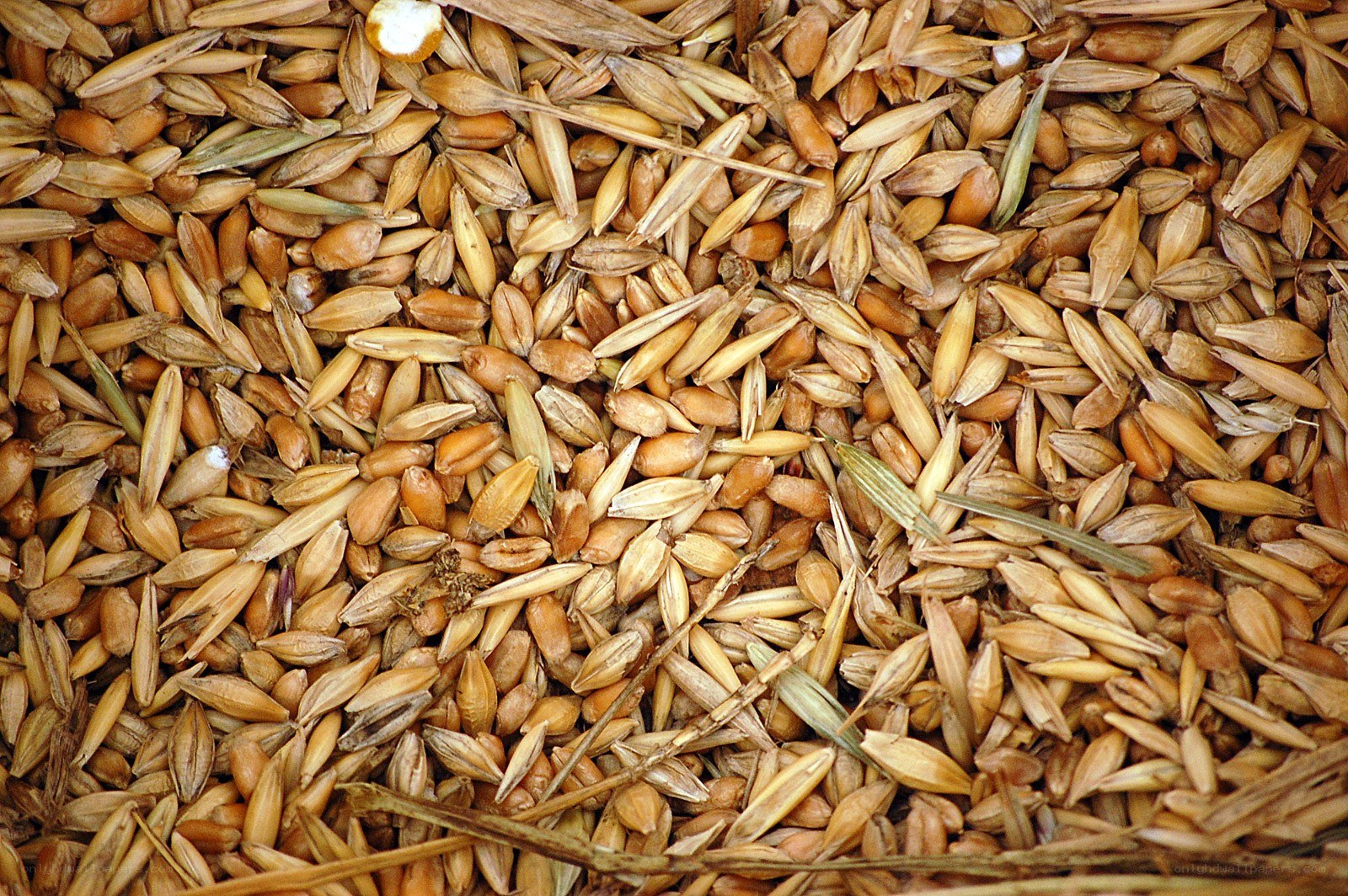 close-up of grain kernels