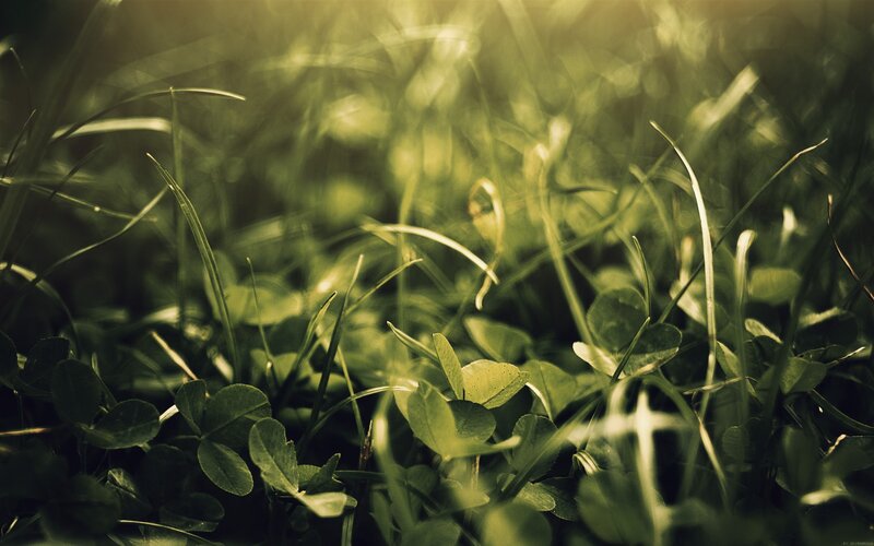 Close-up of Grass and Clover — Green