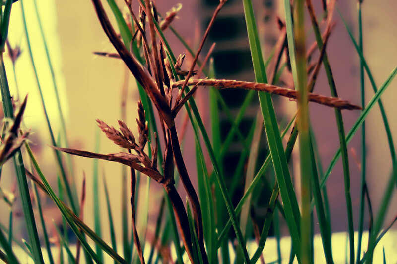 Close-up of grass and seed heads