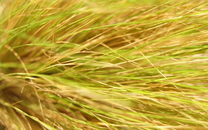 Close-up of grass blades