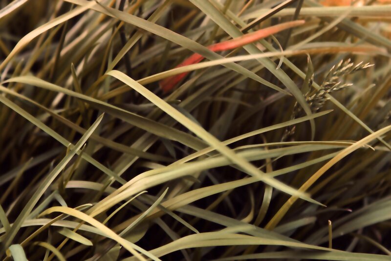 close-up of grass blades