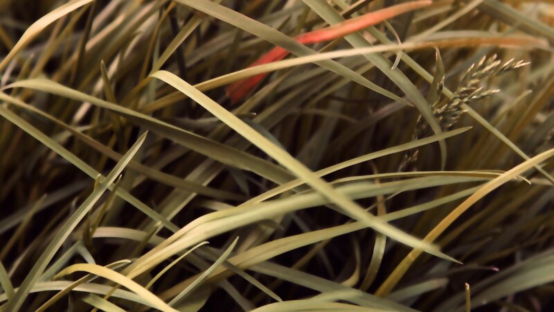 close-up of grass blades