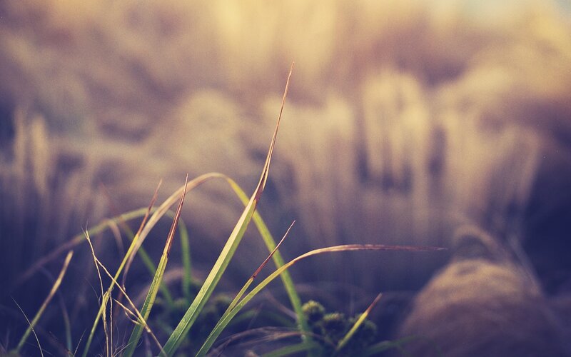 Close-up of grass blades