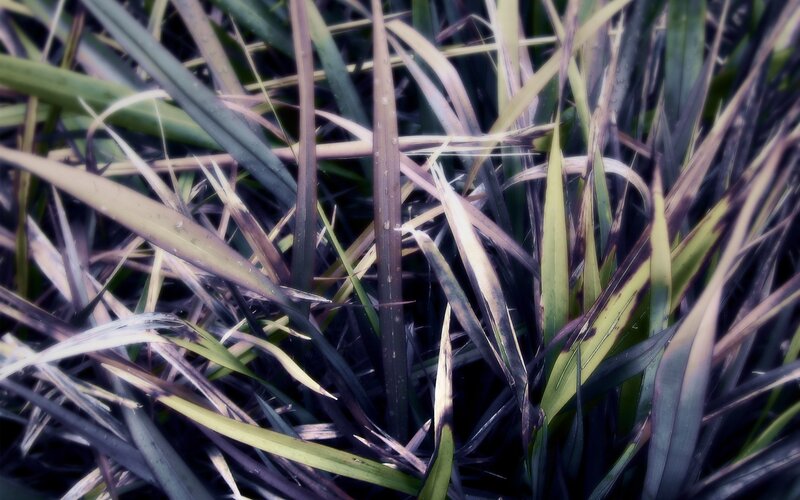 close-up of grass blades