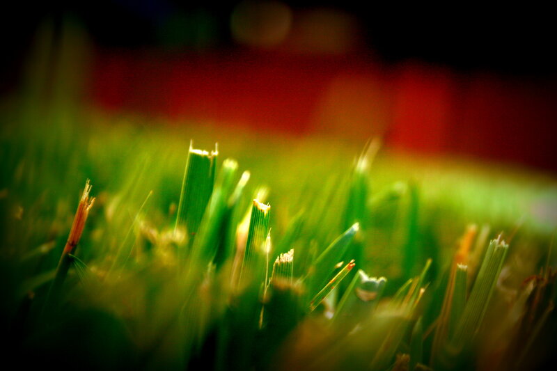 Close-up of Grass Blades — Green, Dramatic