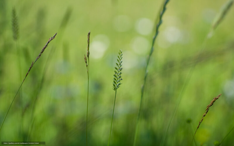 Close-up of Grass Blades — Green, Serene, Afternoon