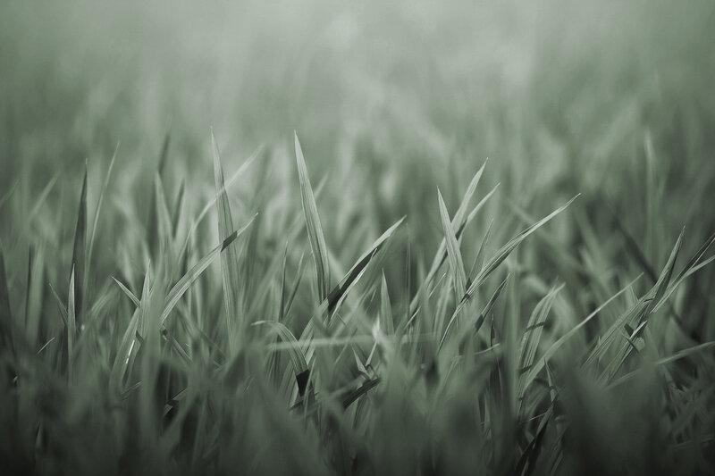 Close-up of Grass Blades — Green, Serene, Photograph