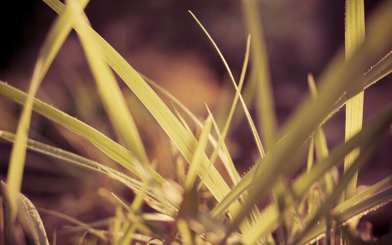Close-up of Grass Blades — Green, Serene