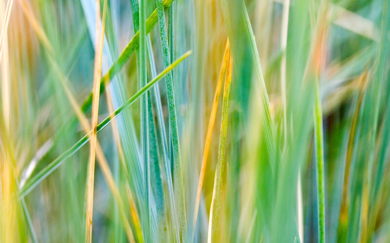 Close-up of Grass Blades — Green
