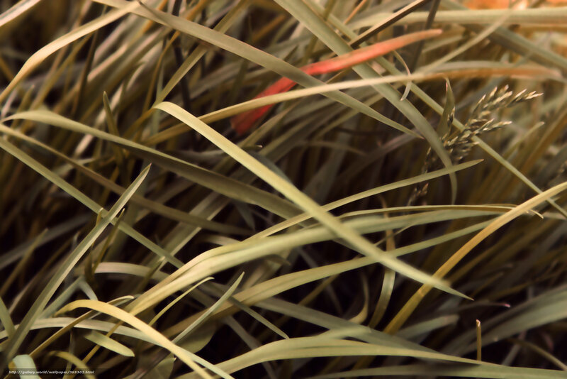 Close-up of grass blades