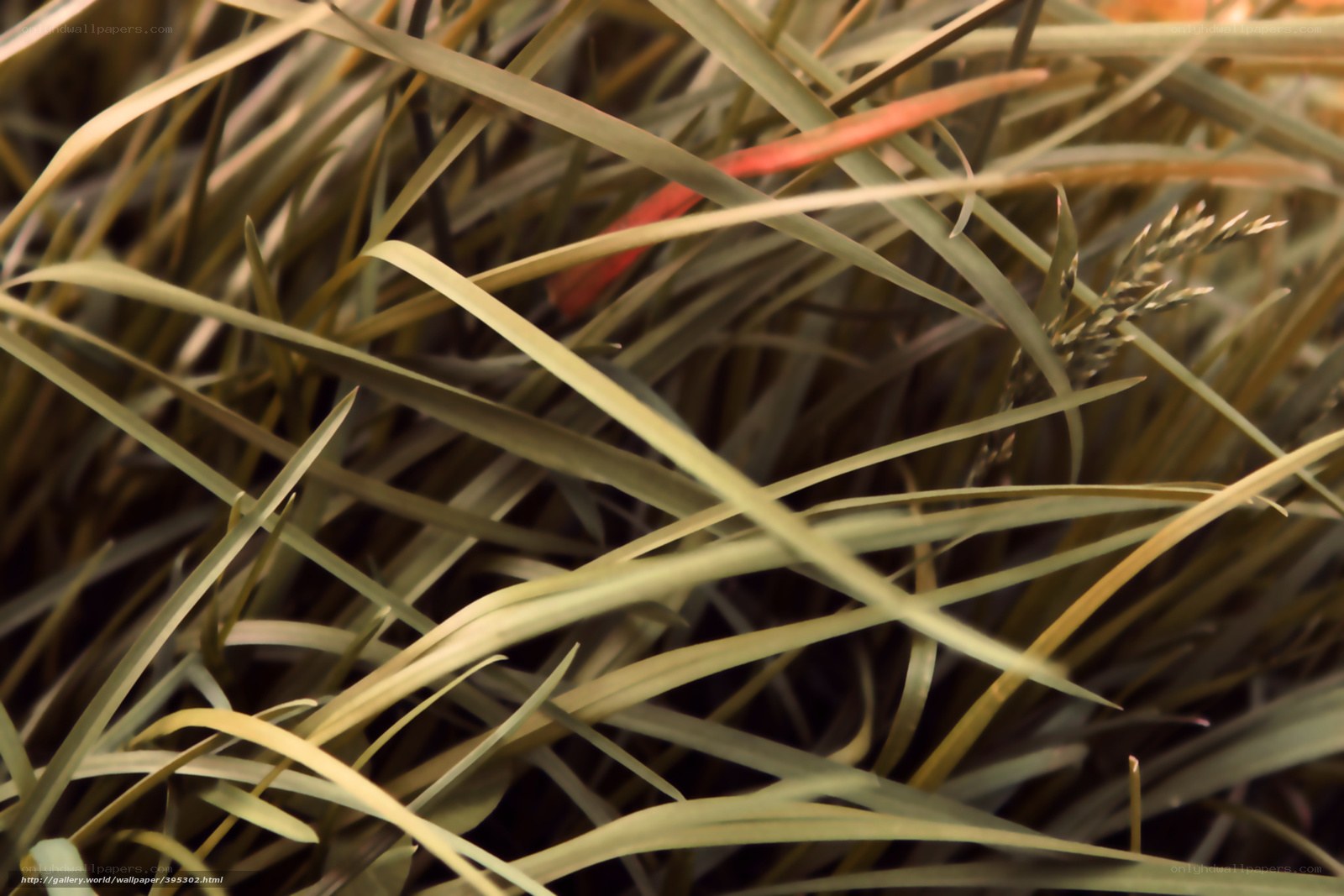 Close-up of grass blades