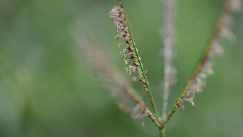 Close-up of Grass Flower