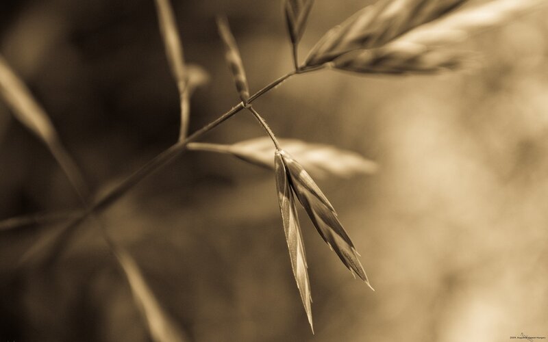 close-up of grass in sepia