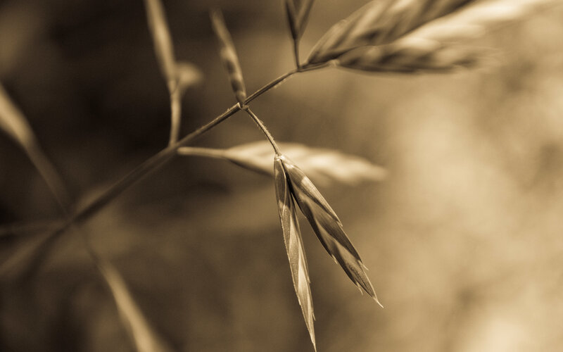 Close-up of Grass Seed Head — Brown, Serene, Photograph