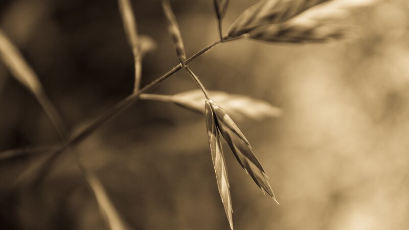Close-up of Grass Seed Head — Brown, Serene