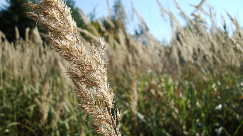 Close-up of Grass Seed Head — Brown