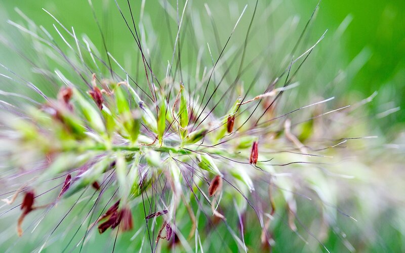 Close-up of Grass Seed Head — Green