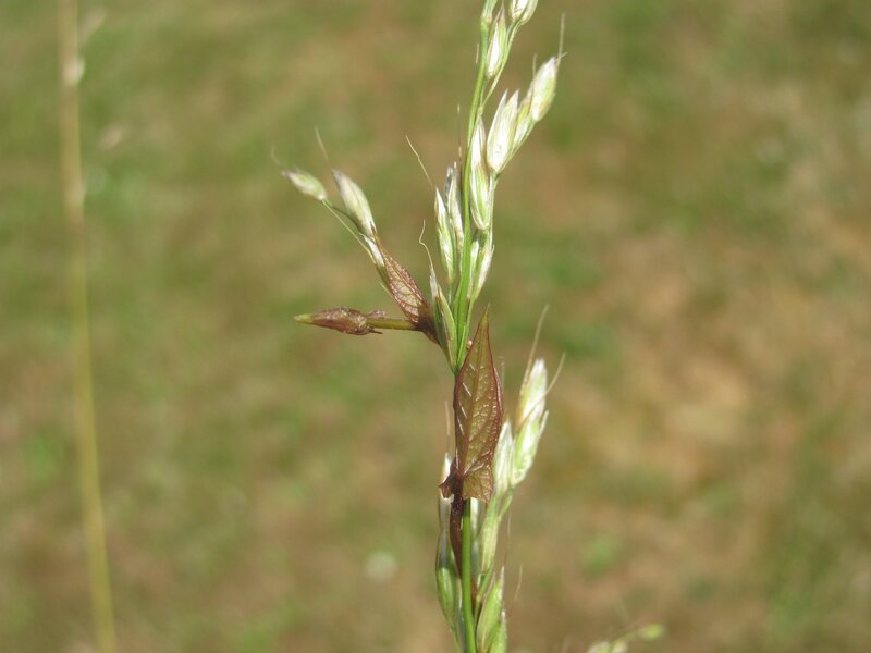 close-up of grass seed head