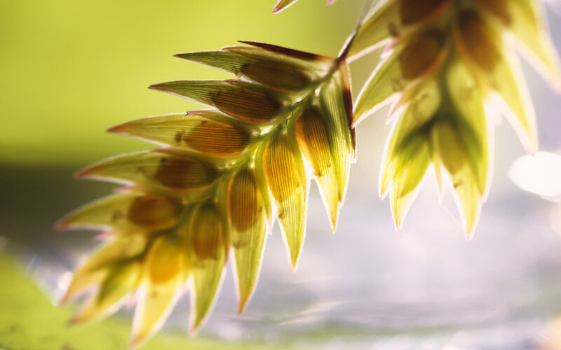 Close-up of Grass Seed Head — Yellow