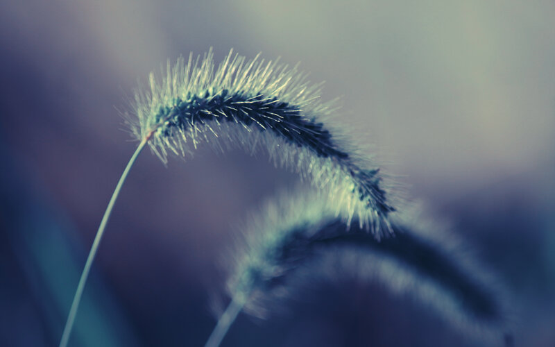 Close-up of grass seed heads