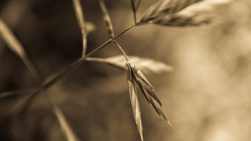 close-up of grass seed heads