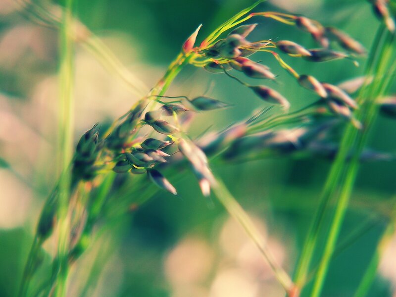 Close-up of grass seed heads