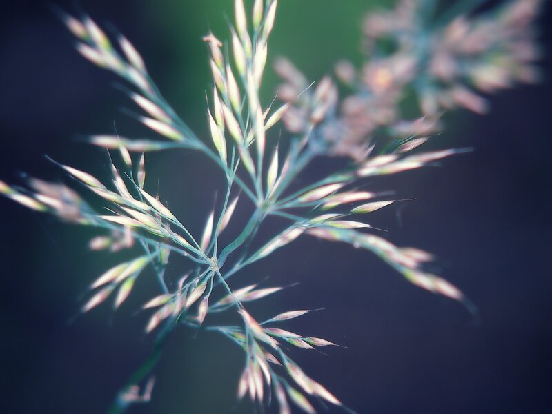 Close-up of grass seed heads