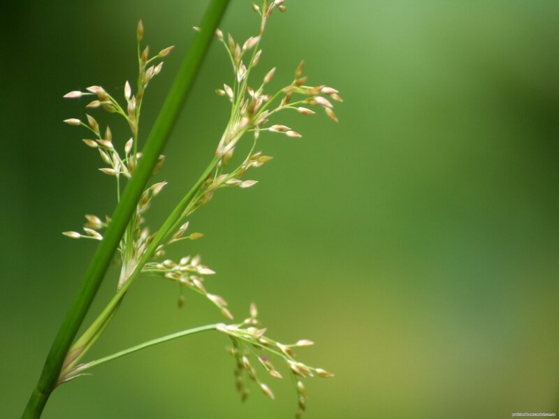 close-up of grass seed heads