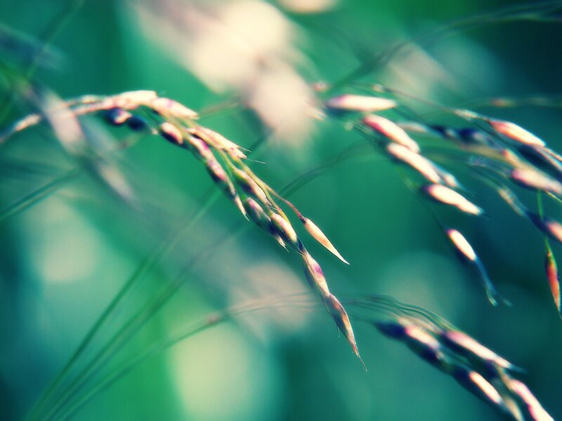 Close-up of grass seed heads