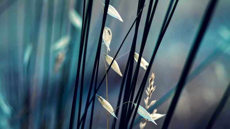 Close-up of grass seeds