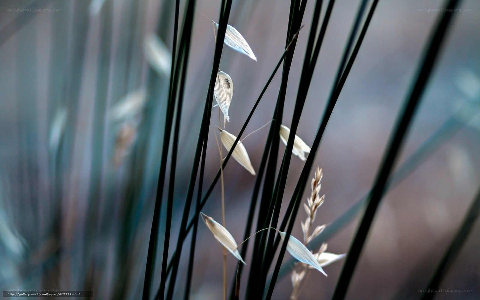 Close-up of grass seeds